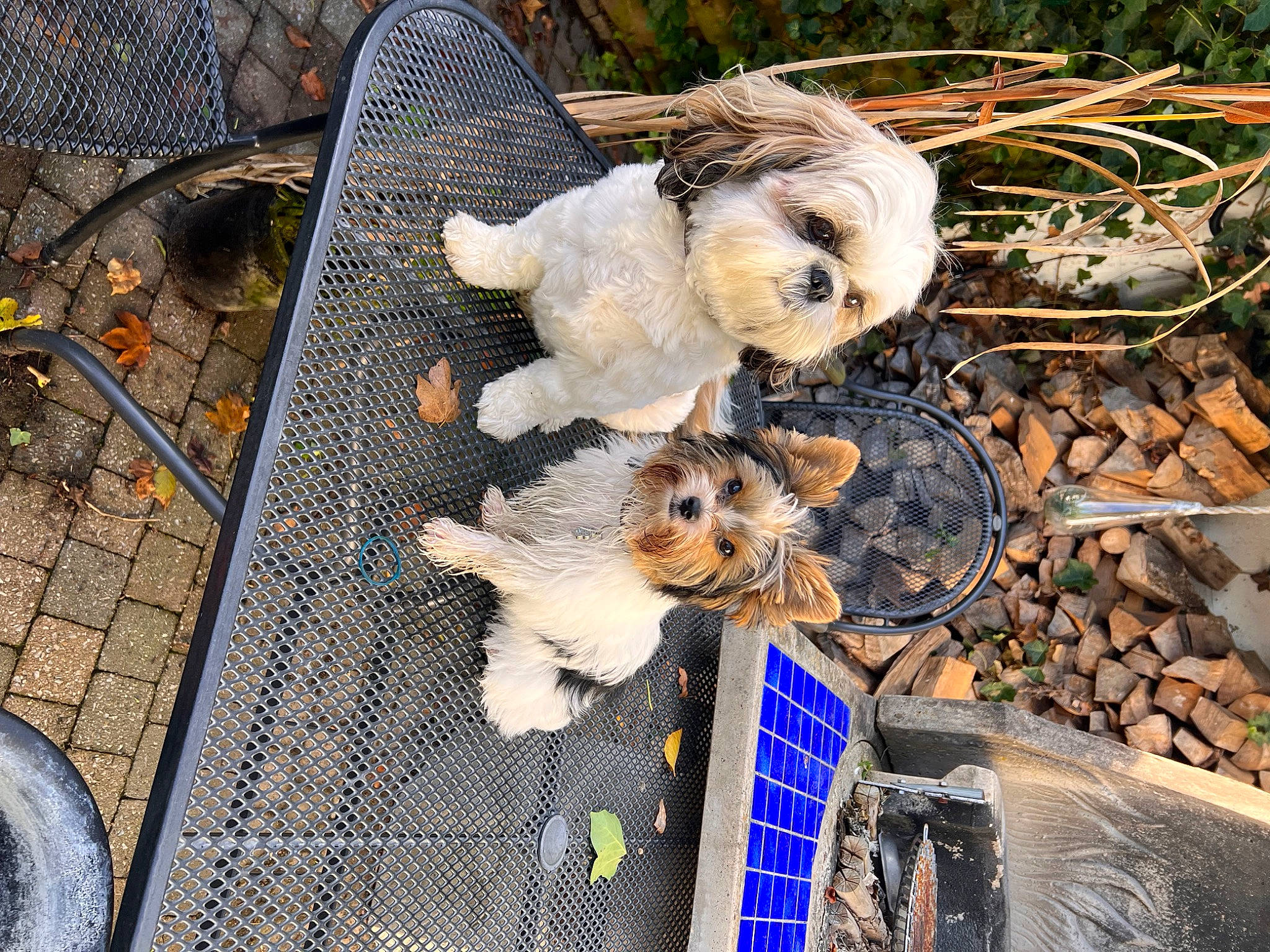 Cannelle a rejoint le concours — aidez-le/la à gagner de superbes lots ! barn_owl, canidae, companion_dog, cooking, fawn, feather, fur, litter, plant, soil, toy, tree, twig, waste, wing, wood