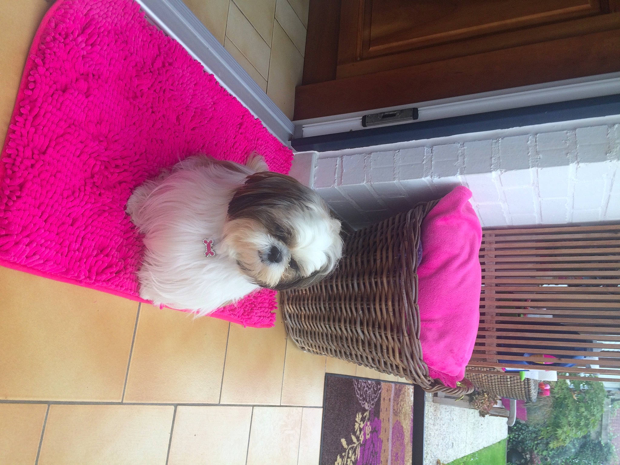 Cannelle a rejoint le concours — aidez-le/la à gagner de superbes lots ! canidae, carnivore, companion_dog, dog, dog_breed, dog_supply, fawn, flooring, fur, hardwood, magenta, pet_supply, pink, purple, room, sporting_group, tail, textile, toy_dog, wood