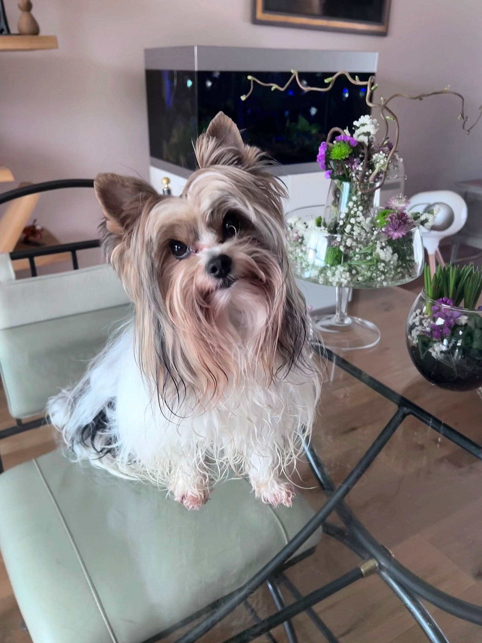 Nours a rejoint le concours — aidez-le/la à gagner de superbes lots ! canidae, carnivore, chair, collar, companion_dog, dog, dog_breed, dog_supply, fawn, flooring, flower, liver, picture_frame, plant, small_terrier, snout, sporting_group, tableware, toy_dog, working_animal