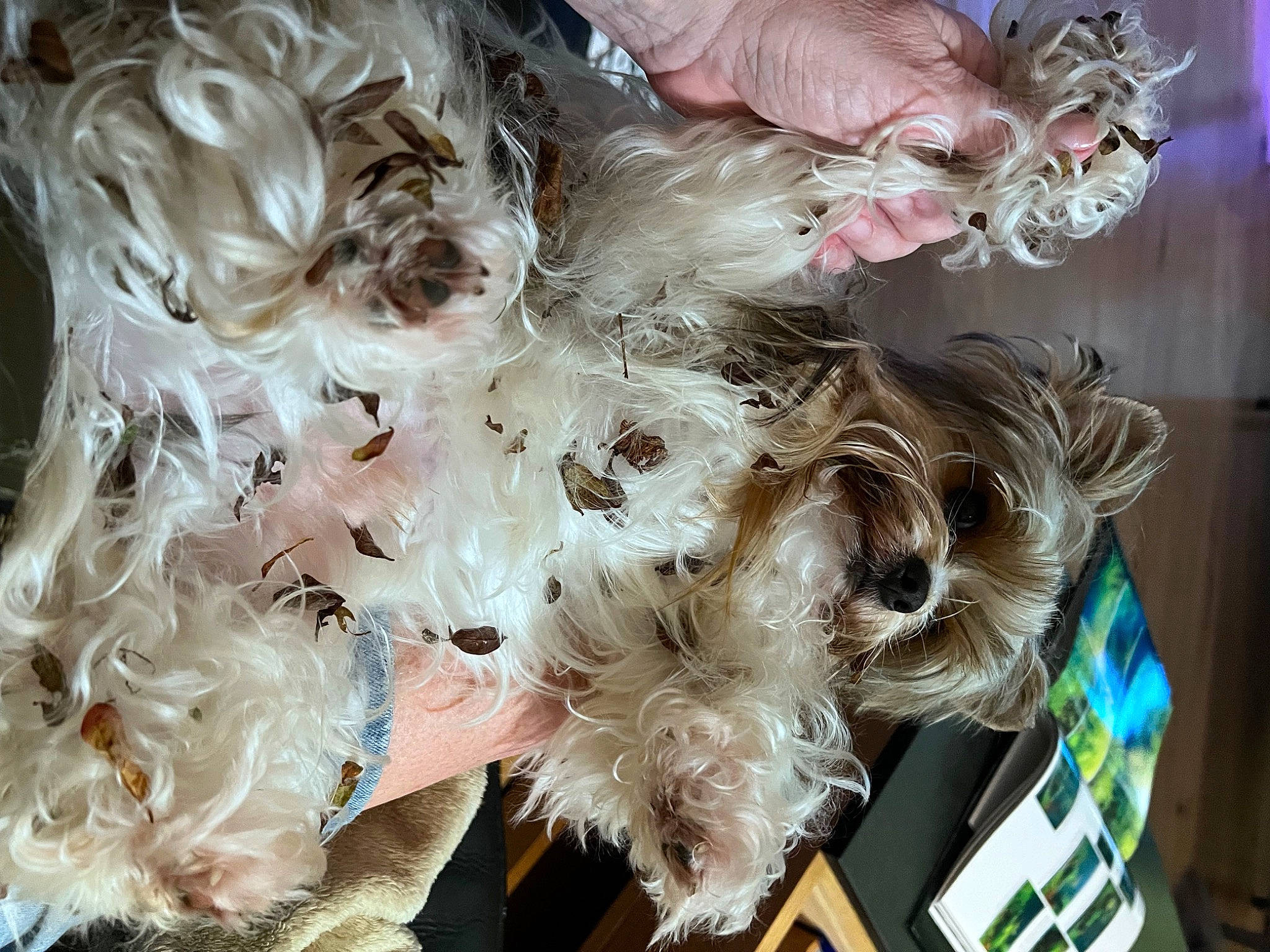 Nours a rejoint le concours — aidez-le/la à gagner de superbes lots ! canidae, carnivore, companion_dog, dog_breed, fashion_accessory, fashion_design, feather, fur, natural_material, peach, sporting_group, textile, toy, toy_dog