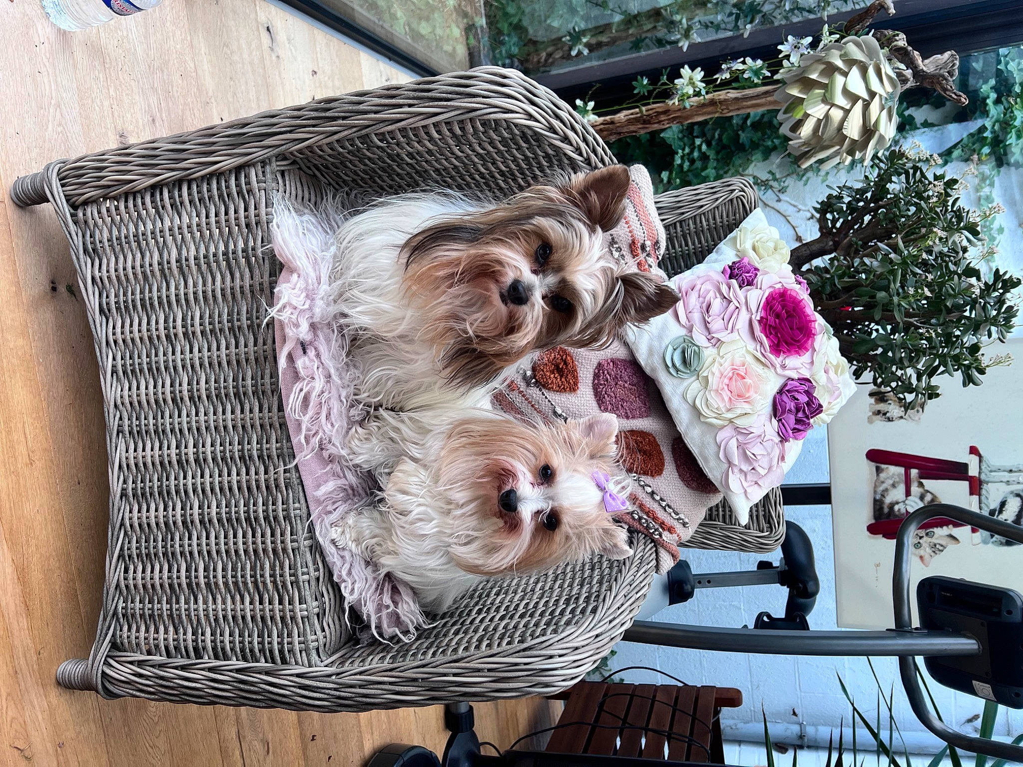 Nours a rejoint le concours — aidez-le/la à gagner de superbes lots ! canidae, carnivore, companion_dog, dog, dog_breed, dog_supply, event, fashion_accessory, fur, home_accessories, linens, non_sporting_group, pattern, small_terrier, sporting_group, tartan, terrier, toy_dog, tree