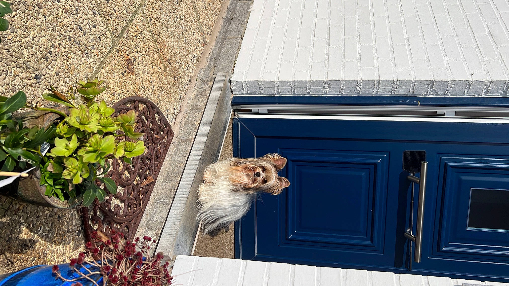Nours participe au concours pour gagner de l'argent avec cette photo : annual_plant, carnivore, cat, companion_dog, door, door_handle, facade, fawn, felidae, flowerpot, grass, groundcover, herb, home_door, houseplant, line, plant, small_to_medium_sized_cats, wall, wood