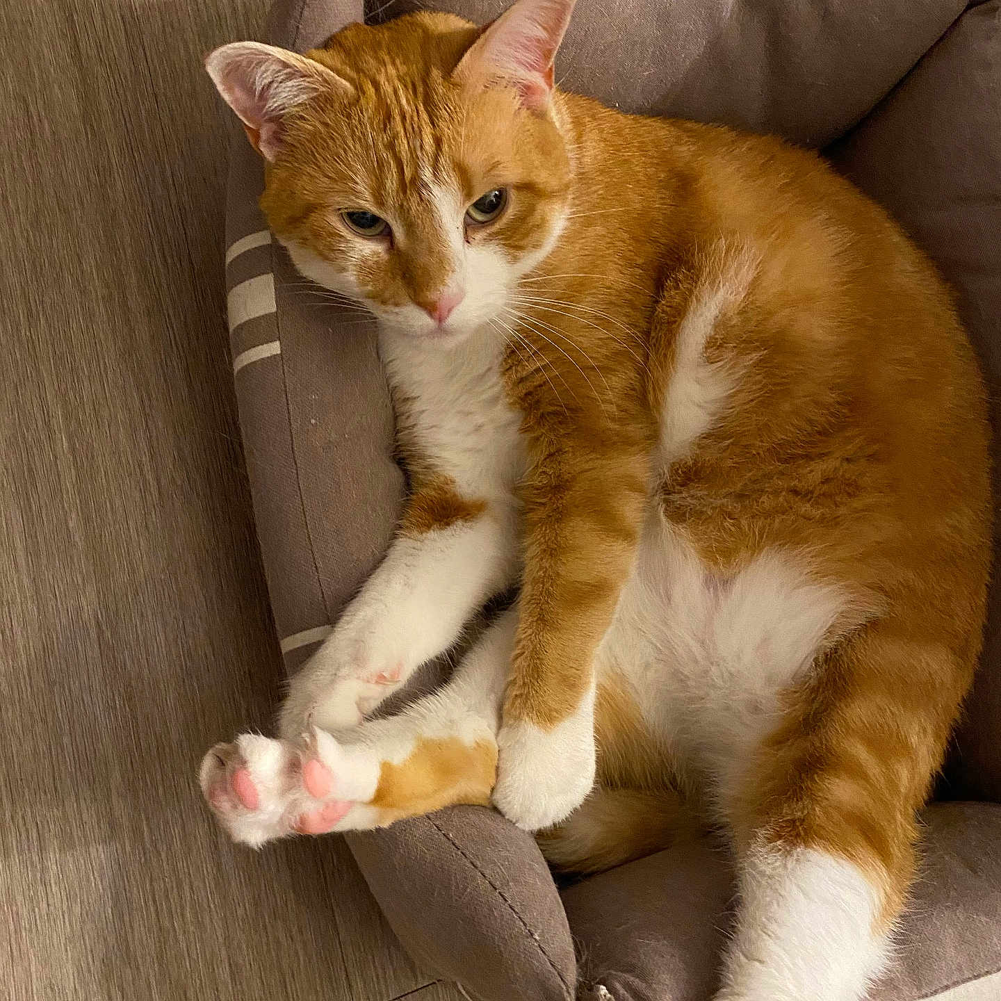 Jerry a rejoint le concours — aidez-le/la à gagner de superbes lots ! animal, canine, cat, chair, couch, dog, dogbed, furniture, kitten, pet