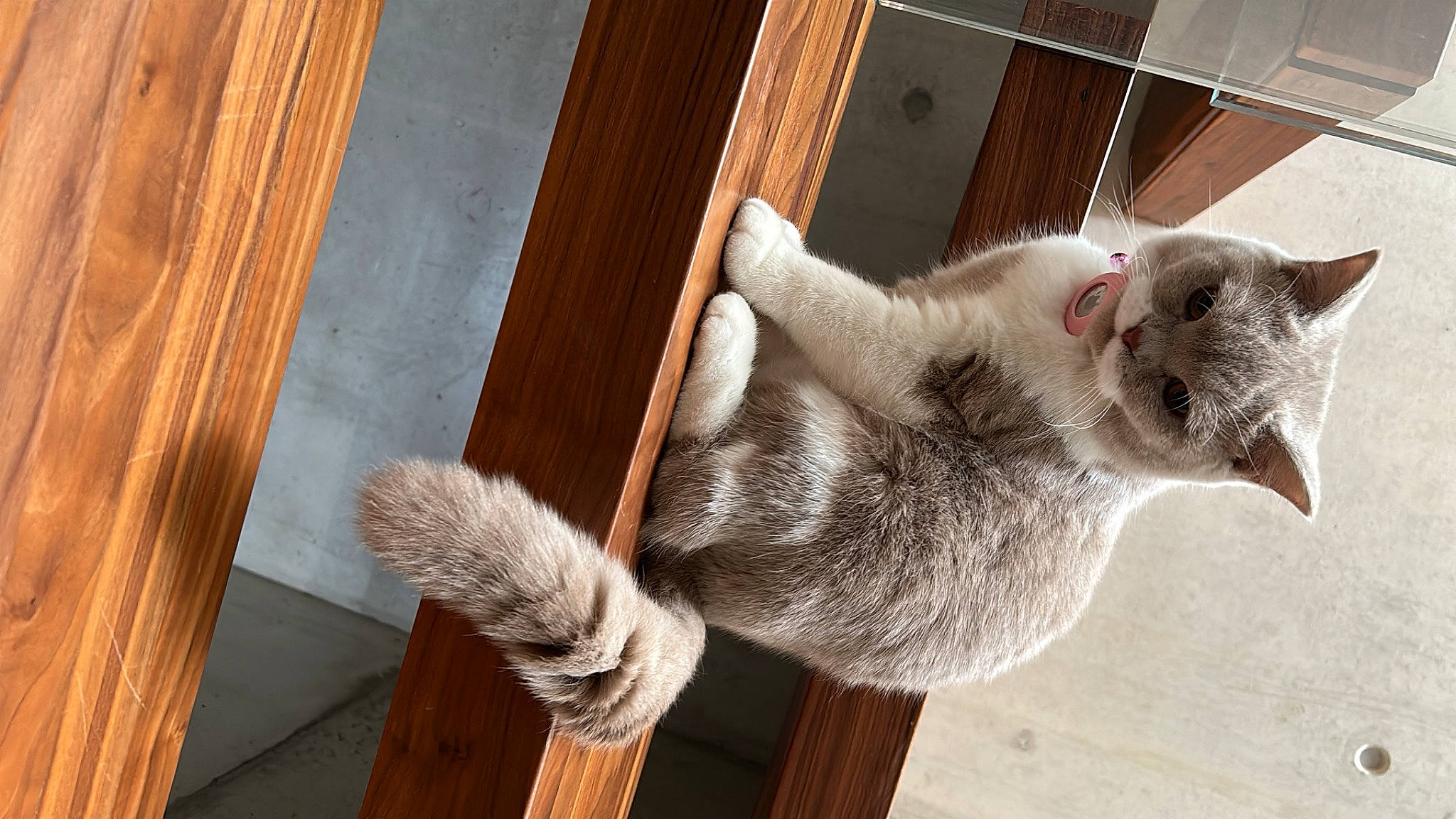 Spyci a rejoint le concours — aidez-le/la à gagner de superbes lots ! carnivore, cat, domestic_short_haired_cat, door, fawn, felidae, flooring, fur, hardwood, paw, pet_supply, plank, small_to_medium_sized_cats, snout, tail, varnish, whiskers, window, wood, wood_stain