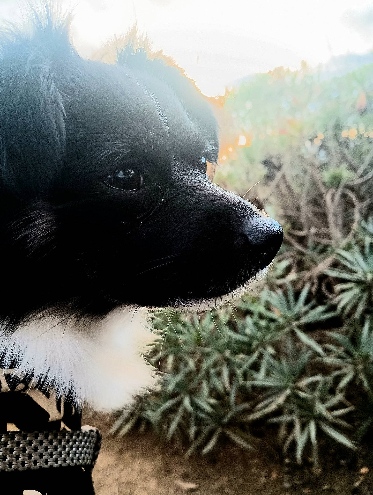 Buddie joined the competition — help win amazing prizes! borador, border_collie, canidae, carnivore, companion_dog, dog, dog_breed, dog_collar, fur, grass, herding_dog, plant, sky, snout, sporting_group, toy_dog, whiskers, working_animal, working_dog