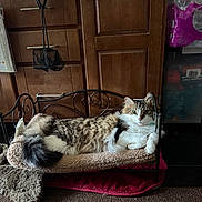 Whiskers joined the competition — help win amazing prizes! animal, carpet, cat, cozy, curled_tail, domestic, feline, fluffy, furniture, household, indoor, looking, paws, pet_bed, relaxed, resting, small_bed, tabby, white_fur, wooden_cabinet