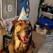 Smoke joined the competition — help win amazing prizes! animal, blanket, carpet, celebration, clothing, curtain, dog, fan, flag, furniture, happy, indoor, laundry_basket, party_hat, pet, plastic_bottle, room, smiling, table, window