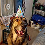 animal, blanket, carpet, celebration, clothing, curtain, dog, fan, flag, furniture, happy, indoor, laundry_basket, party_hat, pet, plastic_bottle, room, smiling, table, window