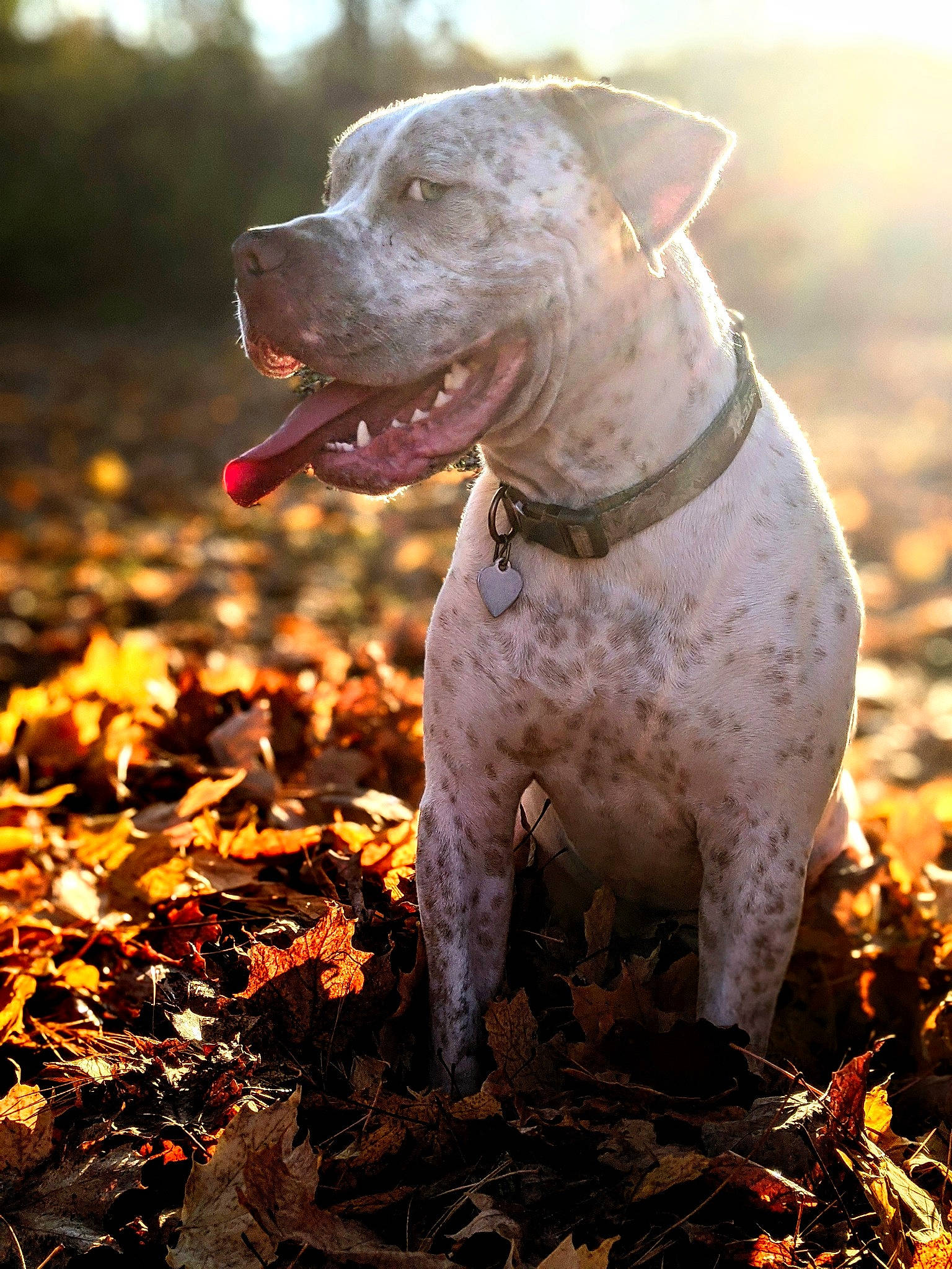 Colt is registered to the contest to win money with this photo: carnivore, collar, companion_dog, dog, dog_breed, dog_collar, fawn, grass, gun_dog, leash, liver, molosser, sky, soil, sporting_group, tail, terrestrial_animal, whiskers, working_animal, working_dog