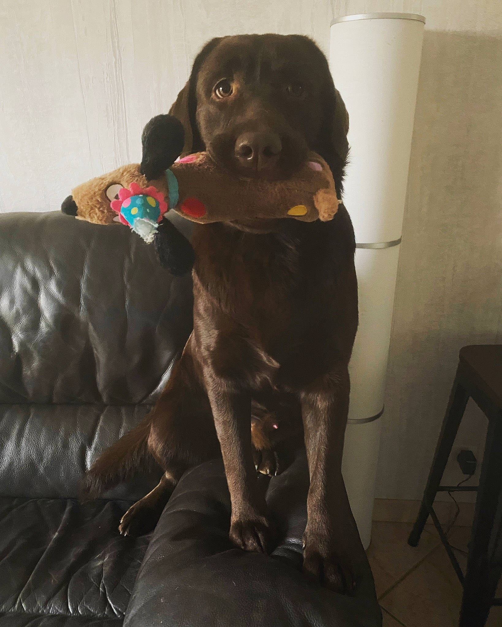 Scott participe au concours pour gagner de l'argent avec cette photo : borador, canidae, carnivore, collar, comfort, companion_dog, dog, dog_breed, dog_collar, fawn, fur, gun_dog, hunting_dog, liver, pet_supply, sporting_group, working_animal