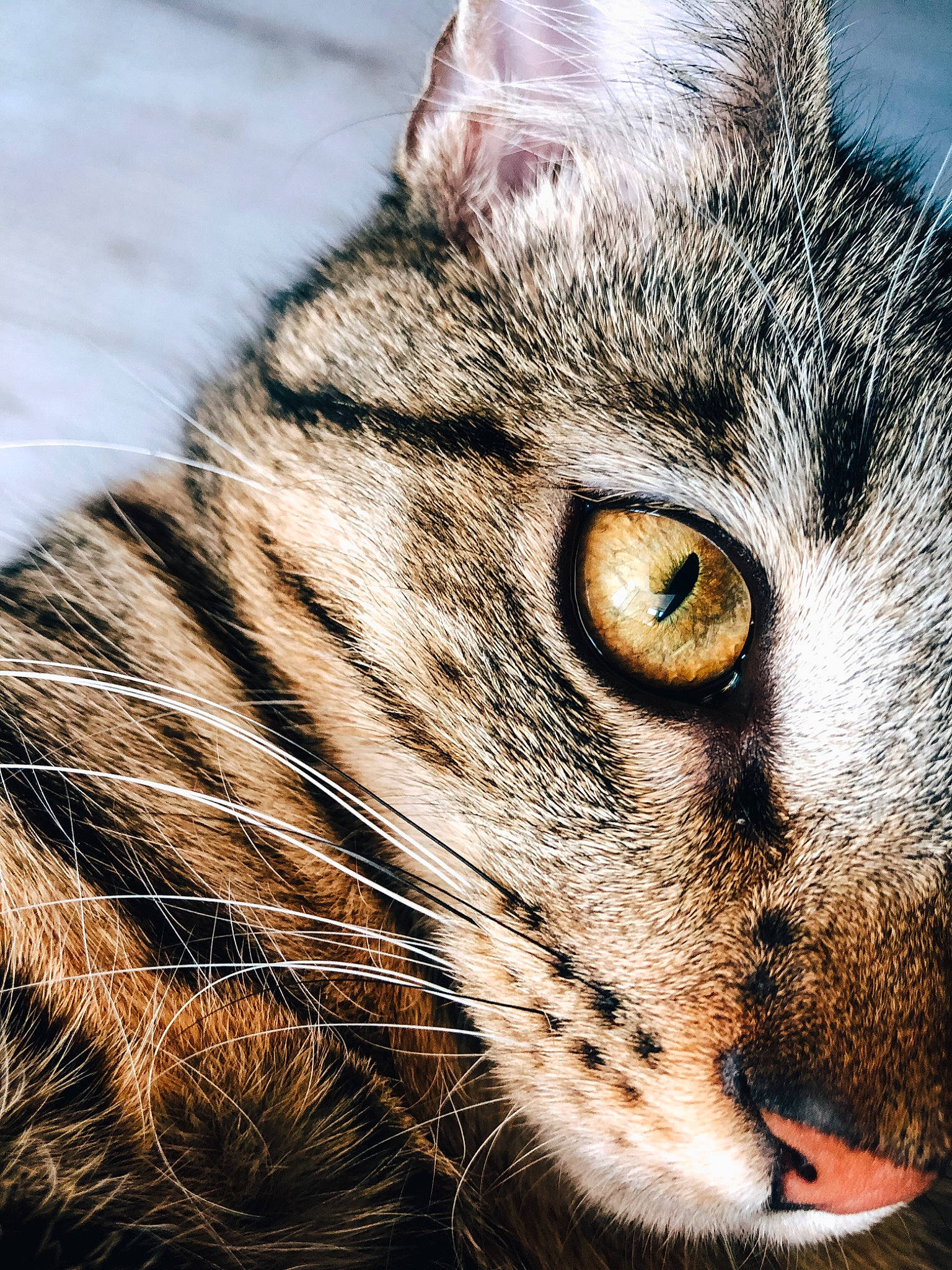 Félindra a rejoint le concours — aidez-le/la à gagner de superbes lots ! american_wirehair, asian, carnivore, cat, close_up, domestic_short_haired_cat, dragon_li, european_shorthair, eye, felidae, fur, mammal, nose, organ, small_to_medium_sized_cats, snout, tabby_cat, toyger, whiskers, wildlife