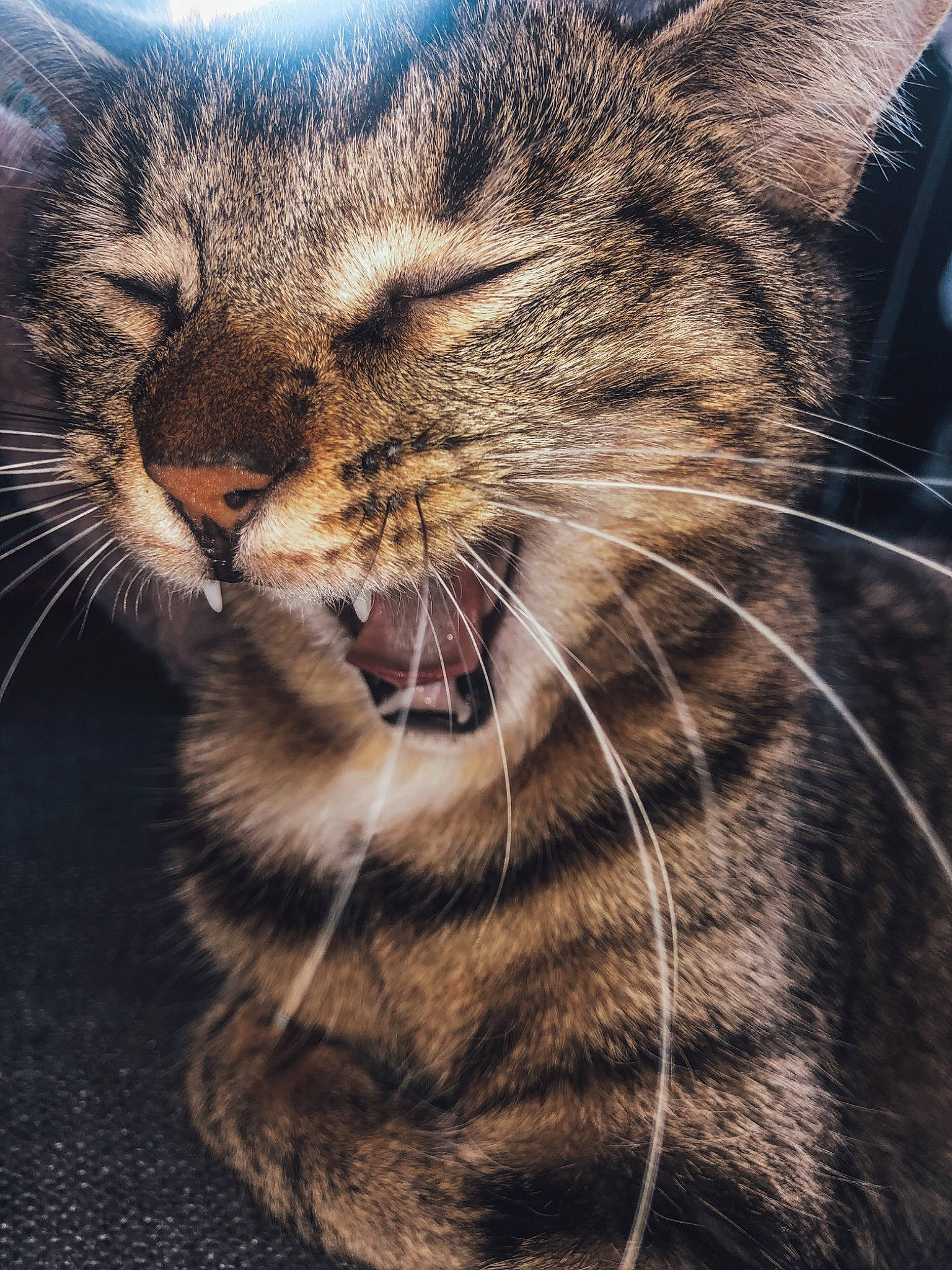 Félindra participe au concours pour gagner de l'argent avec cette photo : carnivore, cat, close_up, domestic_short_haired_cat, dragon_li, egyptian_mau, european_shorthair, eye, facial_expression, felidae, fur, mammal, nose, pixie_bob, sky, small_to_medium_sized_cats, snout, tabby_cat, whiskers, wild_cat