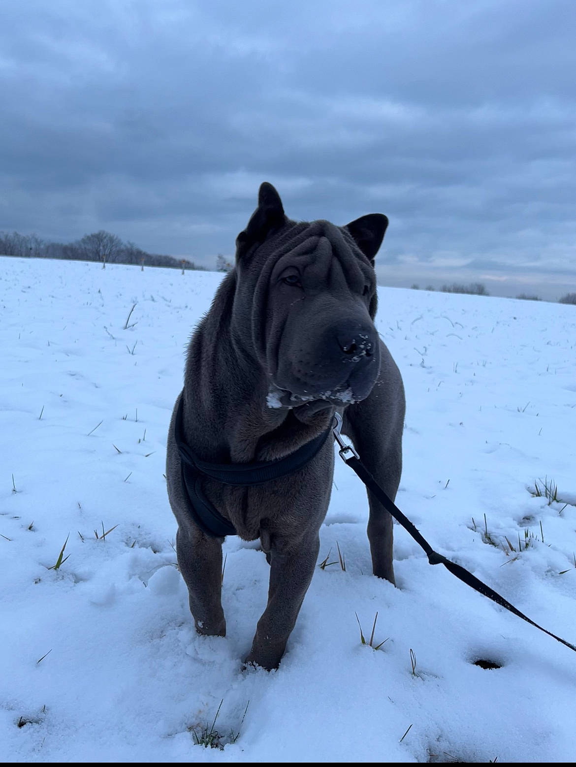 Loki a rejoint le concours — aidez-le/la à gagner de superbes lots ! arctic, black_rhinoceros, canidae, carnivore, cloud, dog, dog_breed, electric_blue, freezing, ice_cap, landscape, sculpture, sky, snout, snow, sporting_group, terrestrial_animal, whiskers, wildlife, winter