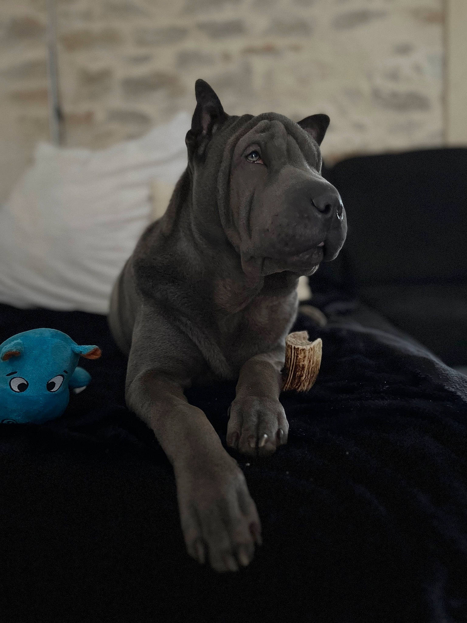 Loki a rejoint le concours — aidez-le/la à gagner de superbes lots ! art, bulldog, canidae, carnivore, companion_dog, dog, dog_breed, fawn, felidae, grey, indian_rhinoceros, rhinoceros, sculpture, snout, sporting_group, statue, terrestrial_animal, toy, whiskers, wrinkle