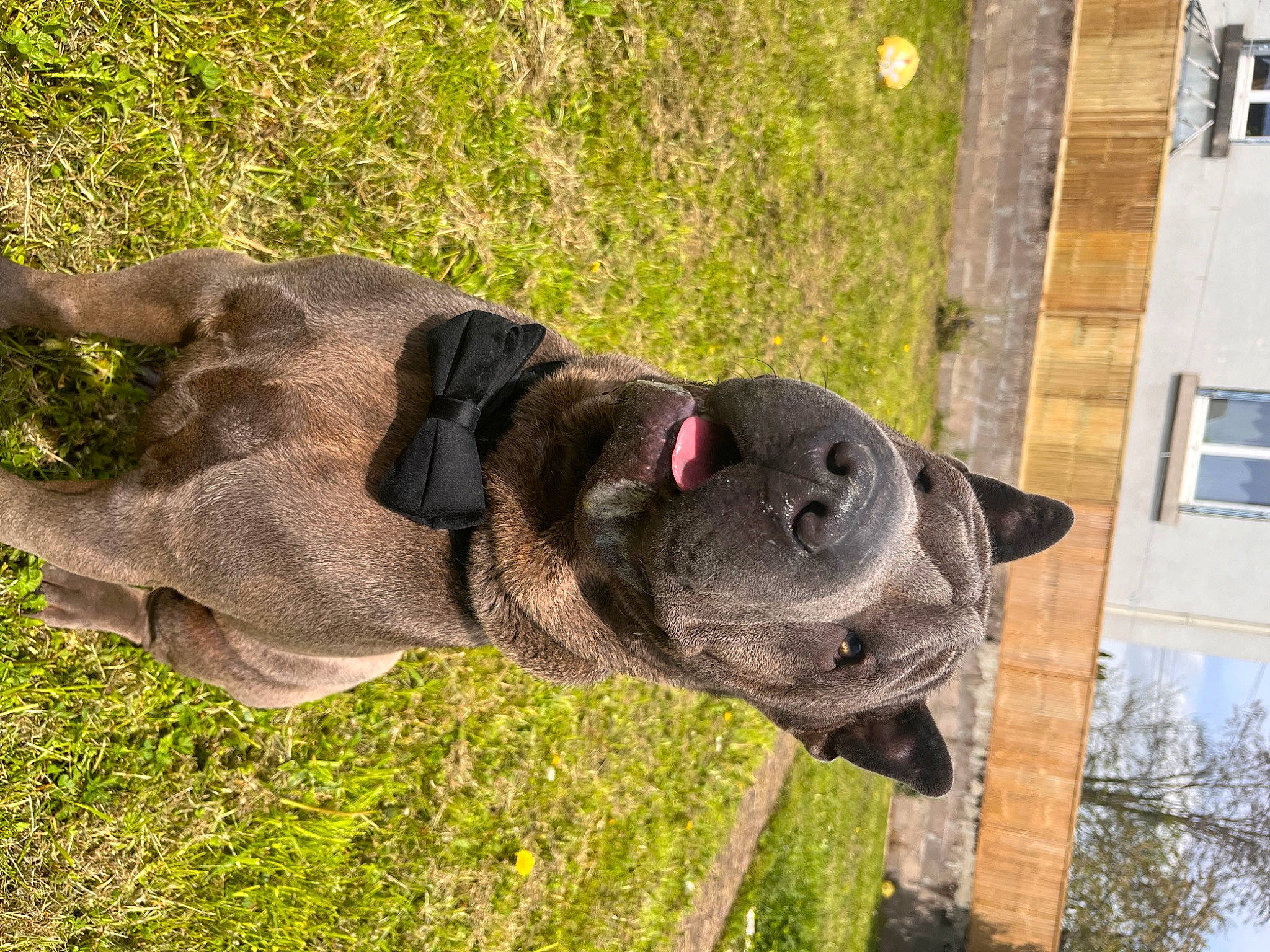 Loki participe au concours pour gagner de l'argent avec cette photo : art, carnivore, collar, companion_dog, dog, dog_breed, dog_collar, fawn, grass, lawn_ornament, plant, sculpture, snout, sporting_group, statue, tail, terrestrial_animal, tree, window, working_animal