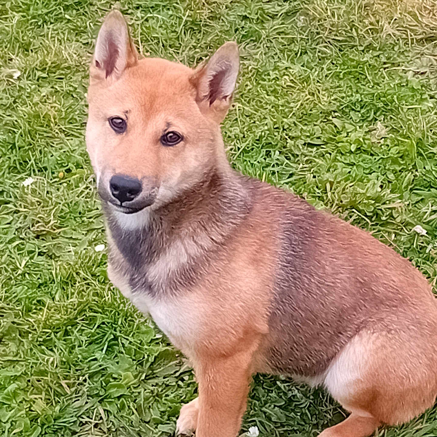 Aïko a rejoint le concours — aidez-le/la à gagner de superbes lots ! dog, puppy, grass, outdoor, animal, pet, canine, fur, sitting, nature, ears, cute, young, adorable, mammal, greenery, alert, portrait, friendly, companion
