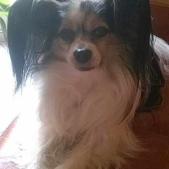 Fiona