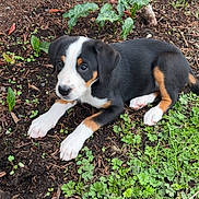 Juniper joined the competition — help win amazing prizes! puppy, dog, tricolor, outdoor, garden, soil, plants, greenery, young, cute, pet, animal, nature, fur, ears, paws, lying_down, curious, adorable, small