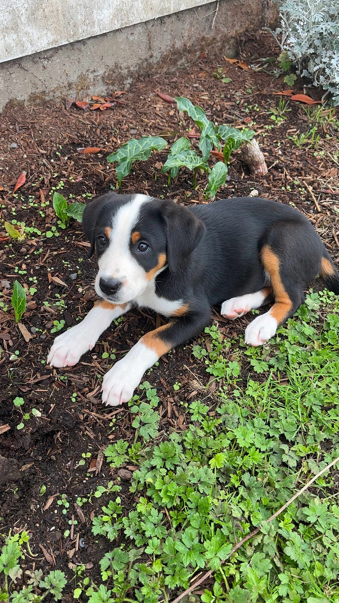Juniper joined the competition — help win amazing prizes! puppy, dog, tricolor, outdoor, garden, soil, plants, greenery, young, cute, pet, animal, nature, fur, ears, paws, lying_down, curious, adorable, small