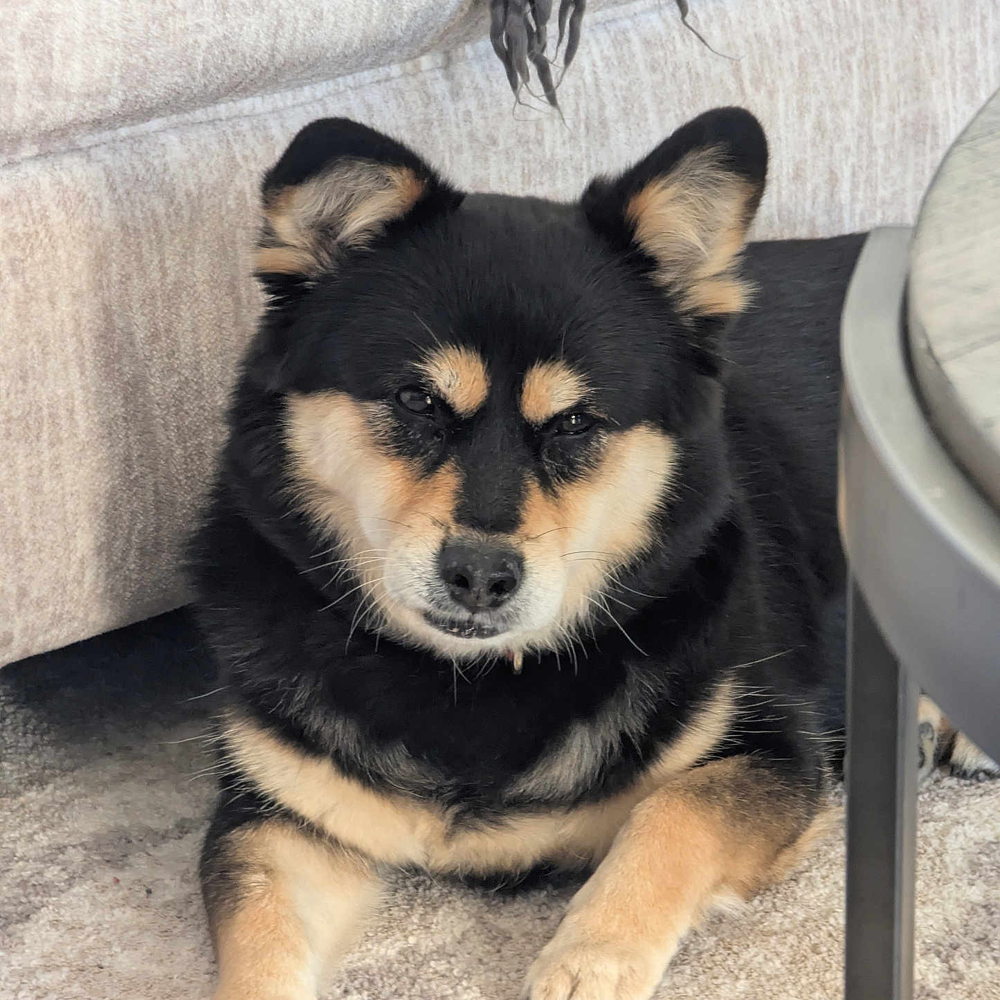 Sammy