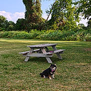 Sammy joined the competition — help win amazing prizes! dog, grass, picnic_table, tree, sky, outdoor, nature, park, greenery, sunlight, bench, wood, animal, pet, field, summer, daytime, canine, leisure, landscape
