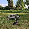 dog, grass, picnic_table, tree, sky, outdoor, nature, park, greenery, sunlight, bench, wood, animal, pet, field, summer, daytime, canine, leisure, landscape