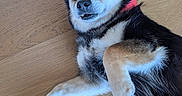 Sammy is registered to the contest to win money with this photo: dog, pet, floor, wooden_floor, collar, black_fur, tan_fur, white_fur, paw, lying_down, indoor, curious, cute, animal, canine, fur, domestic, friendly, companion, hand