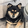 dog, black_and_tan, fluffy, carpet, couch, indoor, pet, animal, relaxed, table, leg, fur, ears, paw, face, cute, companion, home, resting, mammal