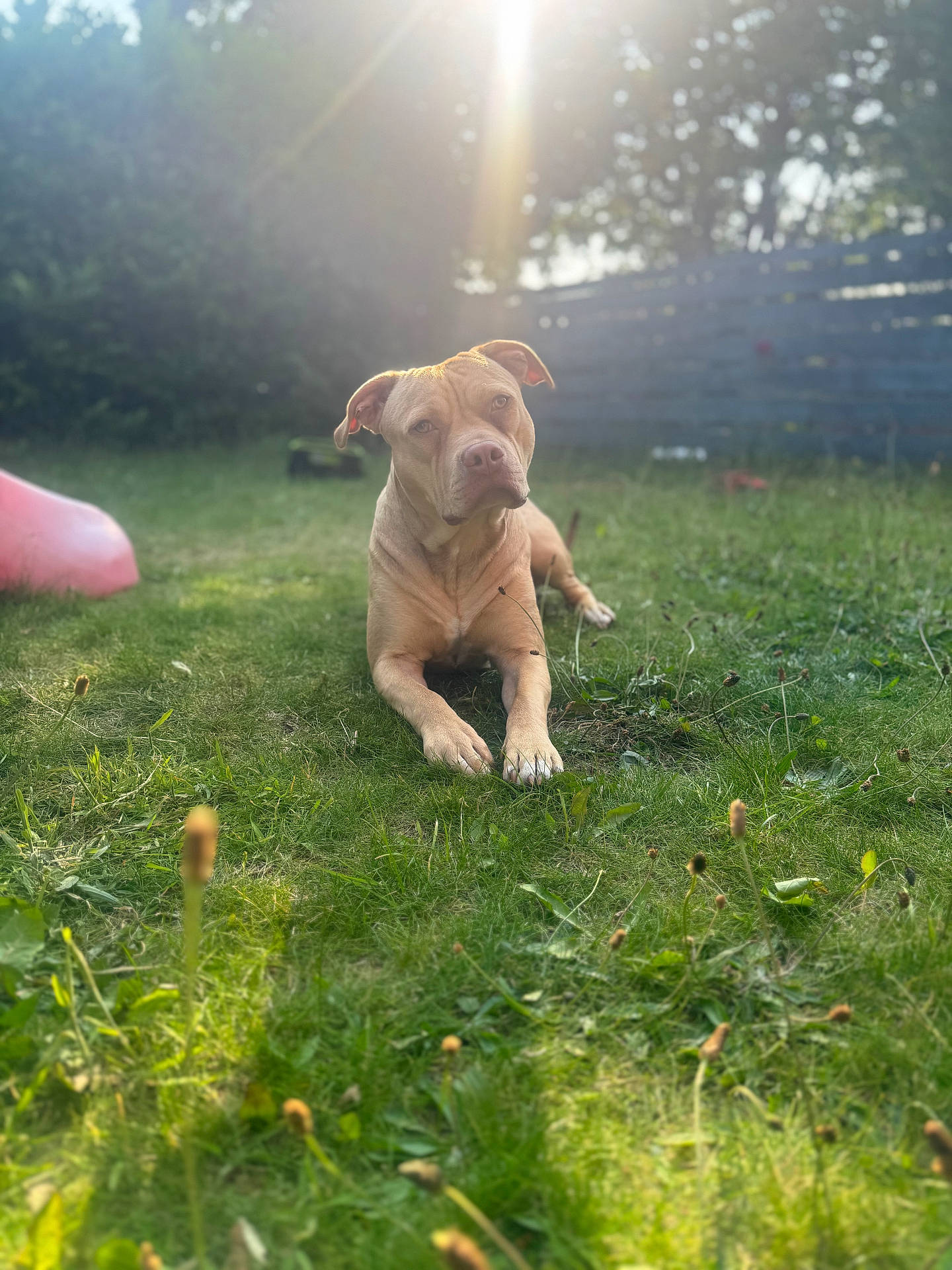 Bruno is registered to the contest to win money with this photo: animal, blurred_background, calm, canine, daytime, dog, domestic_dog, fence, focus, grass, greenery, lawn, nature, outdoor, pet, relaxing, summer, sunbeam, sunlight, yard