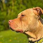 Bruno is registered to the contest to win money with this photo: animal, brown, canine, close_up, collar, daylight, dog, ears, fur, grass, green_background, looking_away, nature, outdoor, peaceful, pet, portrait, profile, snout, sunlight