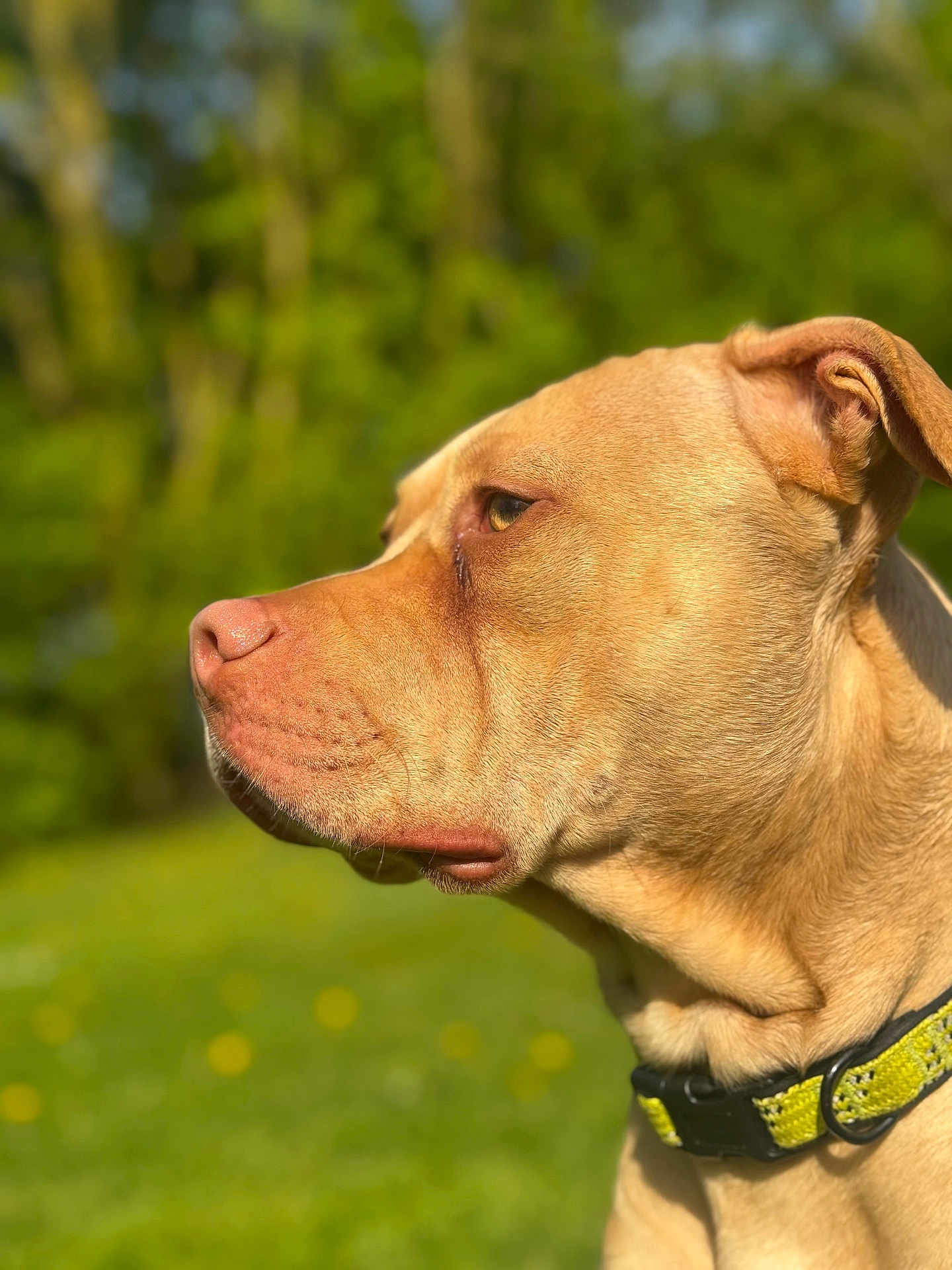 Bruno is registered to the contest to win money with this photo: animal, brown, canine, close_up, collar, daylight, dog, ears, fur, grass, green_background, looking_away, nature, outdoor, peaceful, pet, portrait, profile, snout, sunlight