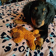 Gus is registered to the contest to win money with this photo: puppy, dog, black_and_tan, fluffy, long_haired, pet, teddy_bear, stuffed_animal, bed, bedspread, leopard_print, indoor, cozy, portrait, lying_down, looking_at_camera, brown, black, cute, toy