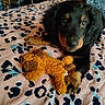puppy, dog, black_and_tan, fluffy, long_haired, pet, teddy_bear, stuffed_animal, bed, bedspread, leopard_print, indoor, cozy, portrait, lying_down, looking_at_camera, brown, black, cute, toy