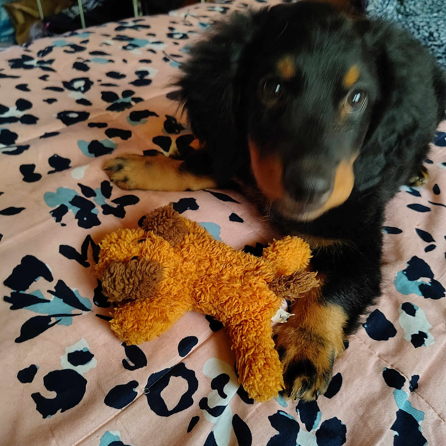 Gus is registered to the contest to win money with this photo: puppy, dog, black_and_tan, fluffy, long_haired, pet, teddy_bear, stuffed_animal, bed, bedspread, leopard_print, indoor, cozy, portrait, lying_down, looking_at_camera, brown, black, cute, toy