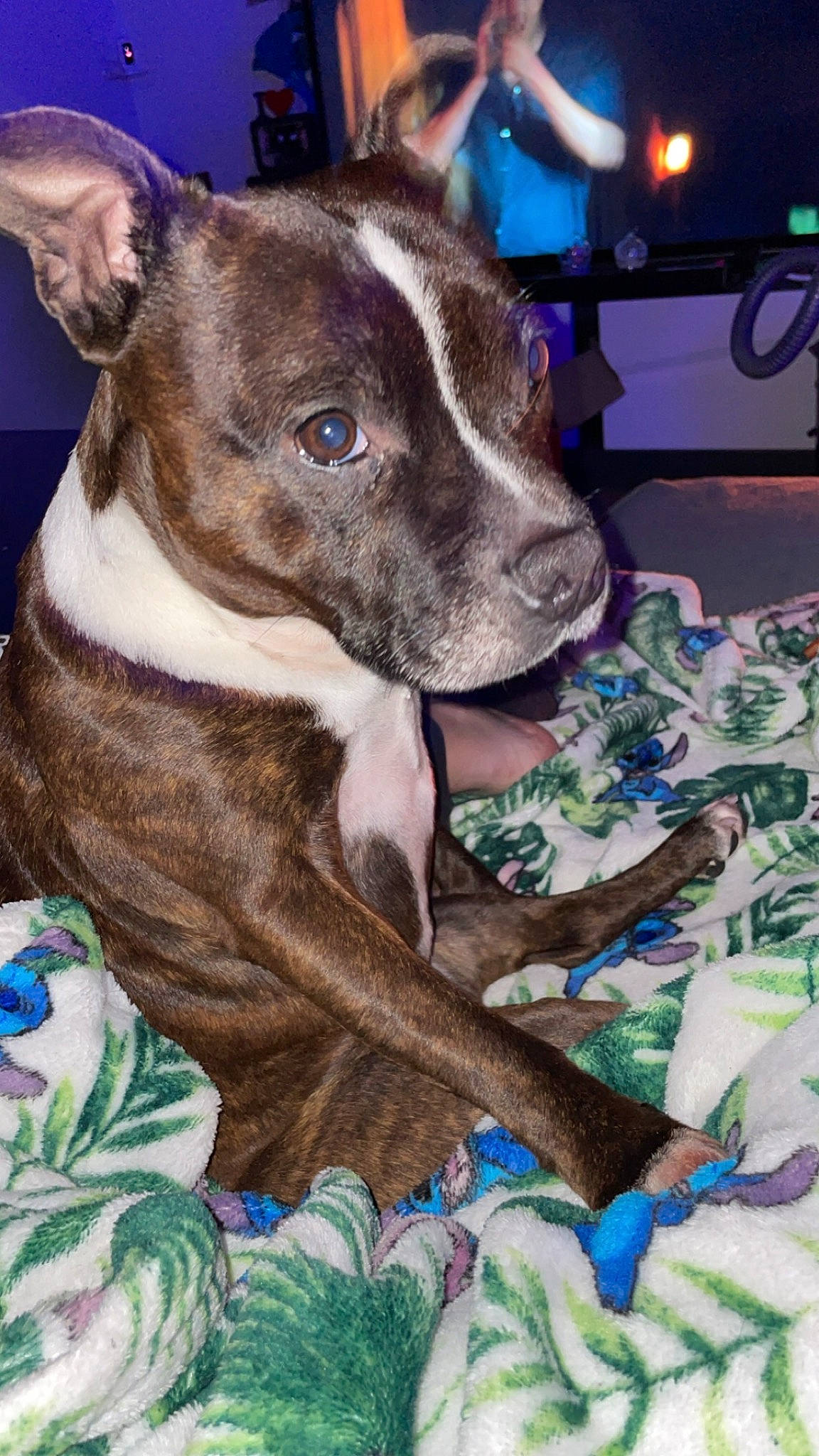 Ohana a rejoint le concours — aidez-le/la à gagner de superbes lots ! art, blue, collar, companion_dog, dog, dog_breed, dog_collar, fur, non_sporting_group, paint, painting, whiskers, working_animal, wrinkle