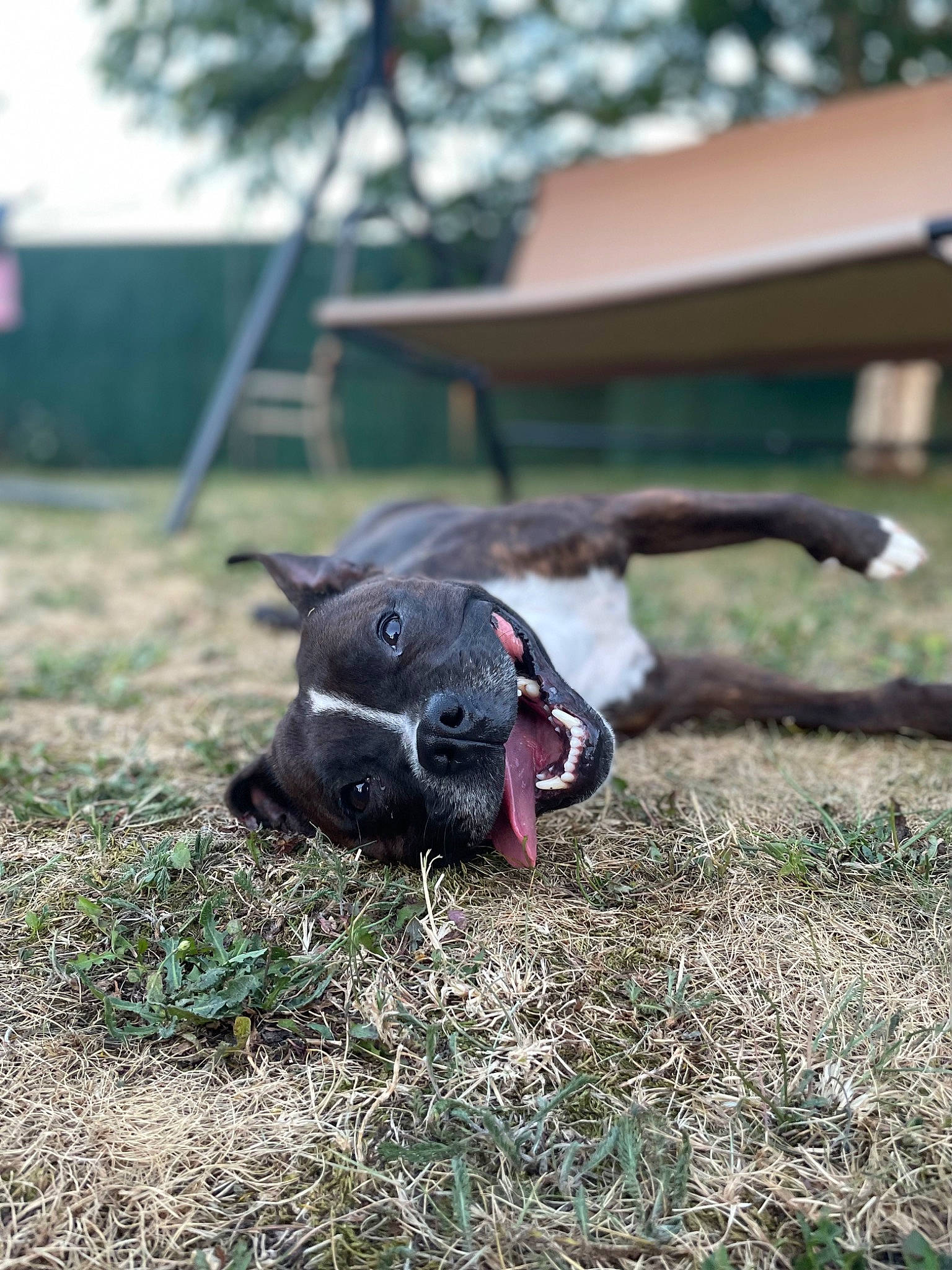 Ohana participe au concours pour gagner de l'argent avec cette photo : canidae, carmine, carnivore, collar, companion_dog, dog, dog_breed, dog_collar, fawn, felidae, fur, grass, non_sporting_group, plant, snout, sporting_group, tail, terrestrial_animal, whiskers, working_animal