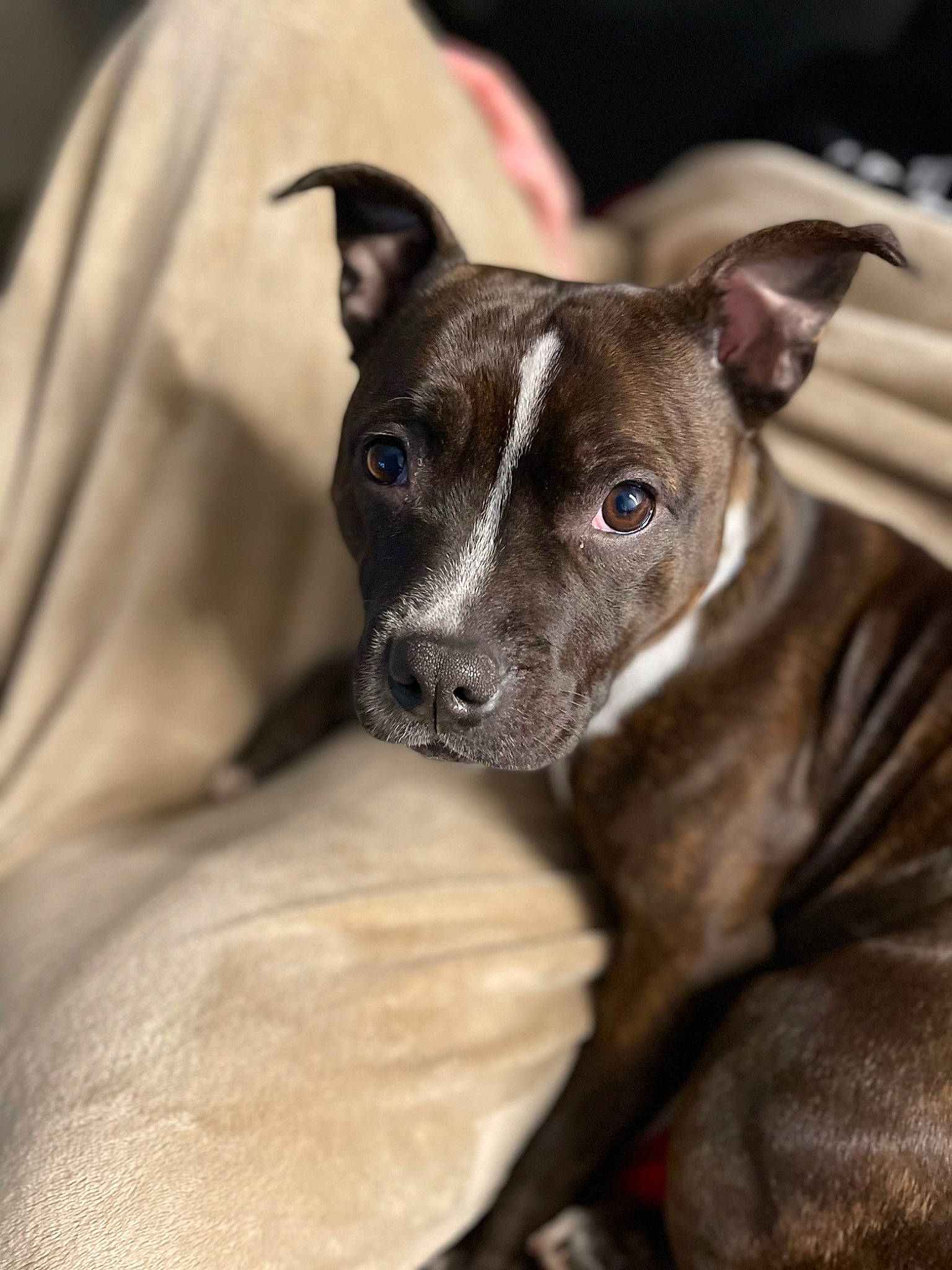 Ohana a rejoint le concours — aidez-le/la à gagner de superbes lots ! canidae, carnivore, collar, comfort, companion_dog, dog, dog_breed, ear, fawn, guard_dog, non_sporting_group, puppy, rampur_greyhound, sighthound, snout, sporting_group, terrestrial_animal, toy_dog, whiskers, working_animal