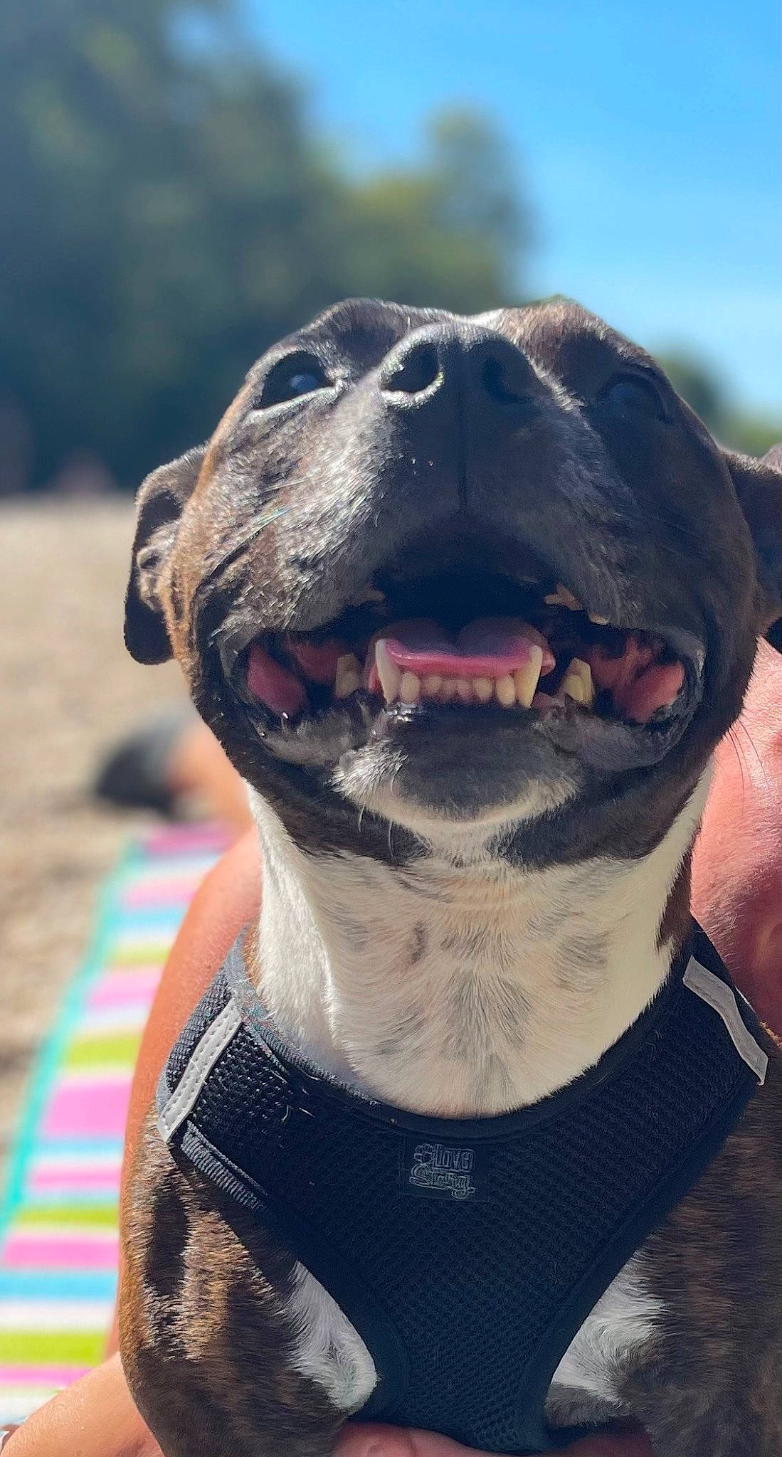 Ohana participe au concours pour gagner de l'argent avec cette photo : canidae, carnivore, collar, corgi_chihuahua, dog, dog_breed, dog_collar, fang, fawn, guard_dog, non_sporting_group, sky, snout, sporting_group, terrestrial_animal, whiskers, working_animal, working_dog