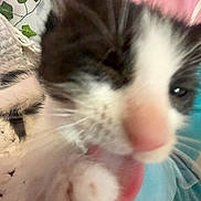 Daisy Jade joined the competition — help win amazing prizes! kitten, cat, close_up, blurry, paw, licking, whiskers, pink_nose, fur, indoor, blanket, plant, green_leaves, soft_texture, cute, pet, animal, young_cat, cozy, colorful_background