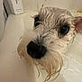 dog, wet, bathtub, close_up, pet, bath_time, fur, black_nose, curious, water, indoor, animal, canine, shampoo, cleaning, white_fur, ears, face, snout, grooming