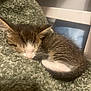 kitten, sleeping, cat, pet, animal, fur, cozy, blanket, resting, cute, small, indoor, feline, tabby, soft, whiskers, peaceful, domestic, curled_up, young