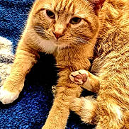 Beau joined the competition — help win amazing prizes! cat, ginger_cat, orange_fur, white_paws, relaxed, indoor, carpet, blue_carpet, pet, animal, feline, cute, whiskers, ears, paw, fur, laying_down, close_up, domestic_cat, resting