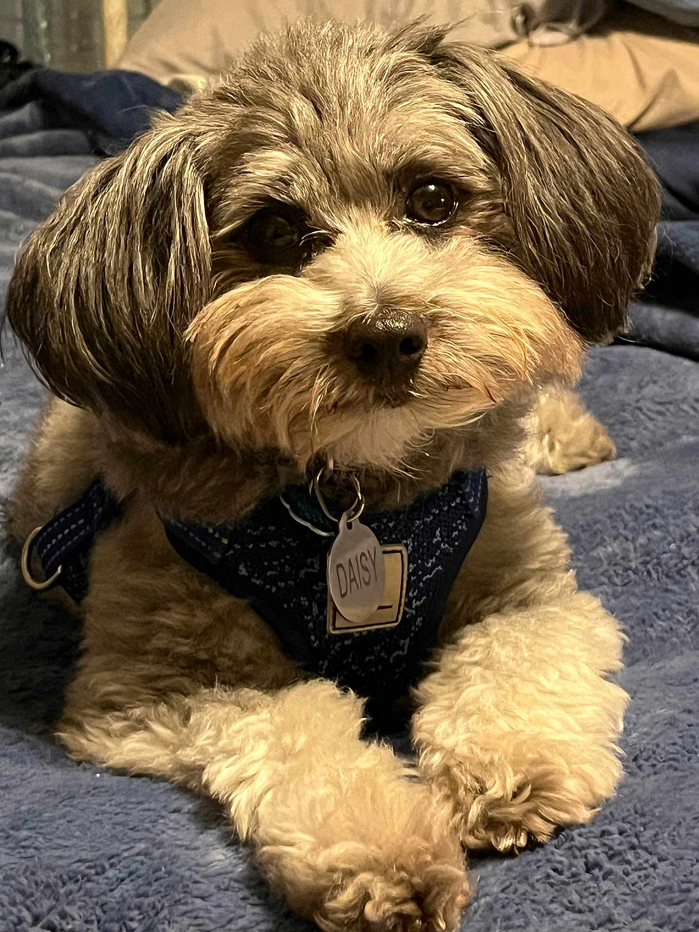 Daisy is registered to the contest to win money with this photo: dog, pet, fluffy, harness, name_tag, lying_down, blue_blanket, cute, indoor, close_up, fur, paws, adorable, animal, companion, domestic_animal, resting, portrait, canine, friendly