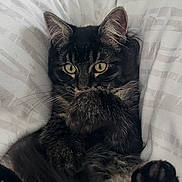 Poppy participe au concours pour gagner de l'argent avec cette photo : cat, tabby, pet, animal, fur, paw, bed, blanket, human_hand, indoor, cute, playful, relaxed, closeup, whiskers, ears, green_eyes, domestic_cat, resting, cozy