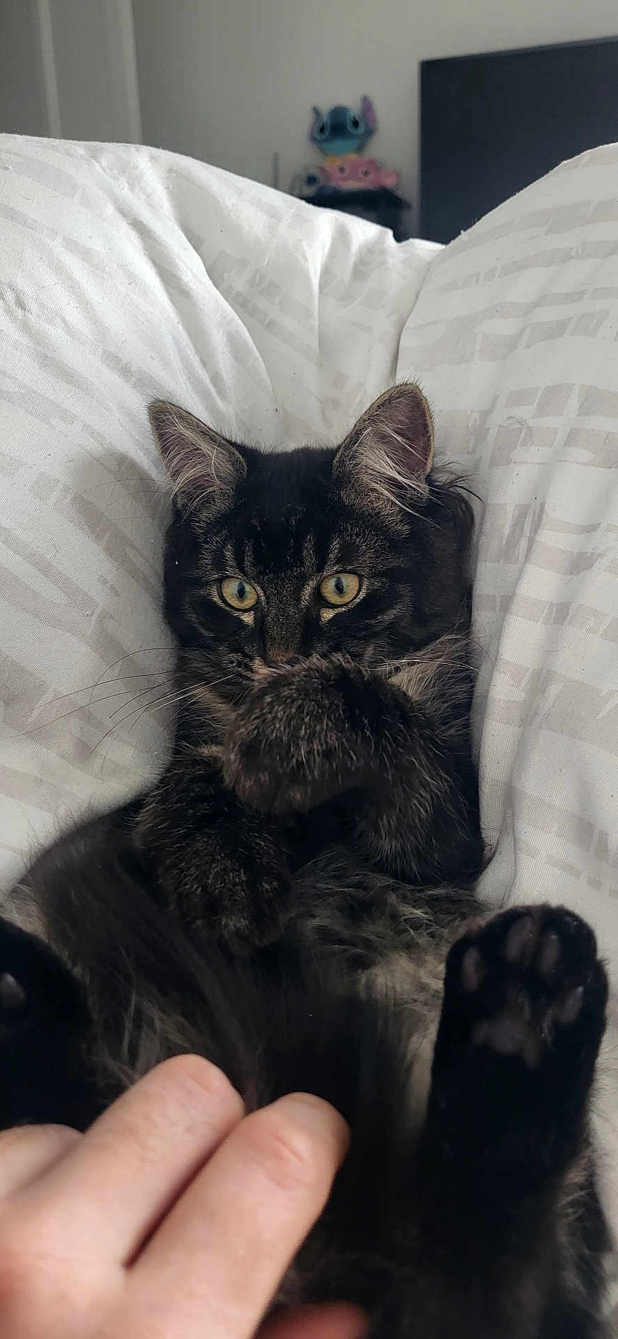 Poppy participe au concours pour gagner de l'argent avec cette photo : cat, tabby, pet, animal, fur, paw, bed, blanket, human_hand, indoor, cute, playful, relaxed, closeup, whiskers, ears, green_eyes, domestic_cat, resting, cozy