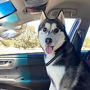 Bandit is registered to the contest to win money with this photo: husky, dog, pet, car, vehicle_interior, sitting, tongue_out, collar, window, sunlight, feathers, excited, animal, canine, travel, daytime, seat, black_and_white_fur, companion, happy