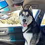 husky, dog, pet, car, vehicle_interior, sitting, tongue_out, collar, window, sunlight, feathers, excited, animal, canine, travel, daytime, seat, black_and_white_fur, companion, happy