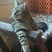 Simba is registered to the contest to win money with this photo: animal, cat, cat_tree, claws, cozy, curtain, domestic_cat, feline, fur, indoor, looking_away, paw, pet, relaxed, resting, soft_light, striped, tabby, whiskers, window