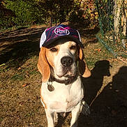 Harry participe au concours pour gagner de l'argent avec cette photo : dog, beagle, cap, hat, outdoor, sunlight, grass, pet, animal, collar, tag, shadow, garden, fence, leaf, nature, cute, sitting, portrait, summer