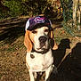 dog, beagle, cap, hat, outdoor, sunlight, grass, pet, animal, collar, tag, shadow, garden, fence, leaf, nature, cute, sitting, portrait, summer